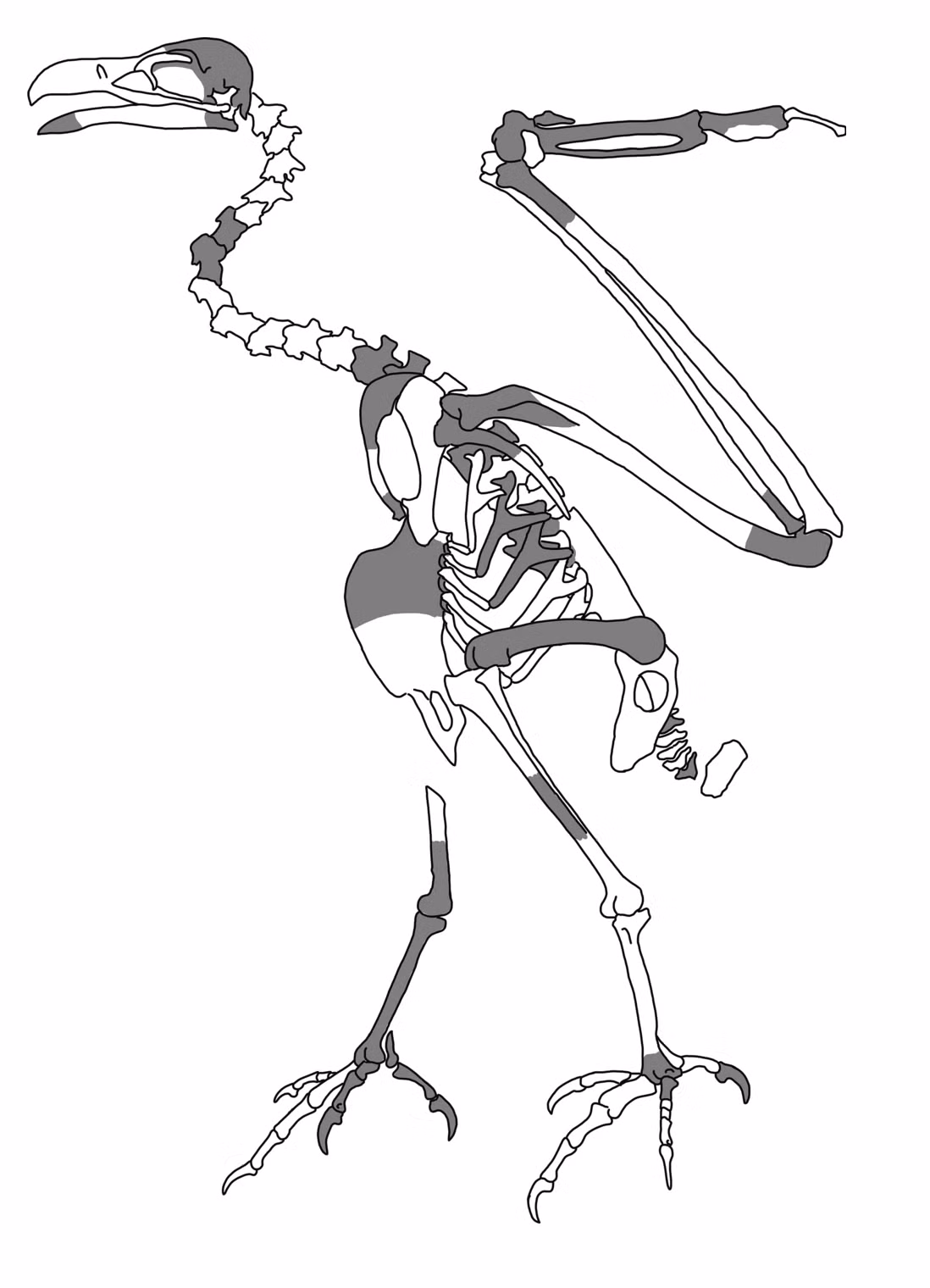 Hóa thạch cúa Dynatoaetus gaffae bao gồm xương cánh, chân, móng vuốt, xương ức và hộp sọ, được tìm thấy từ năm 1959 đến năm 2021 trong một hang động thẳng đứng sâu 17 m ở bang Nam Úc.