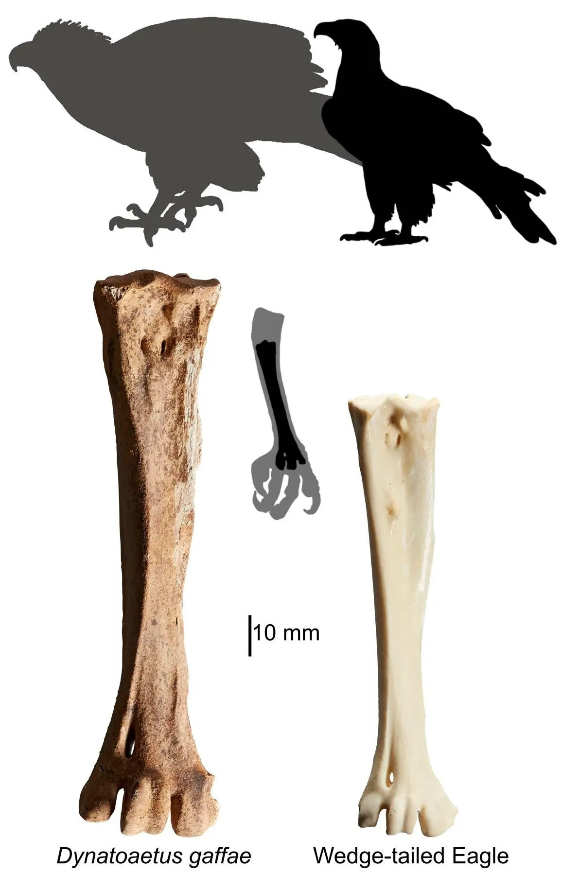 Loài đại bàng tiền sử khổng lồ này được đặt tên là Dynatoaetus gaffae.