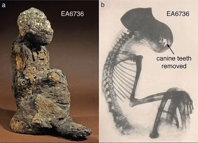 Nhà nhân chủng học Nathaniel Dominy từ Đại học Dartmouth ở New Hampshire nhận ra rằng có thể có một cách để thu hẹp vị trí của Punt: Thông qua việc phân tích xác ướp của hai con khỉ đầu chó, được ướp xác cách đây hơn 3.000 năm