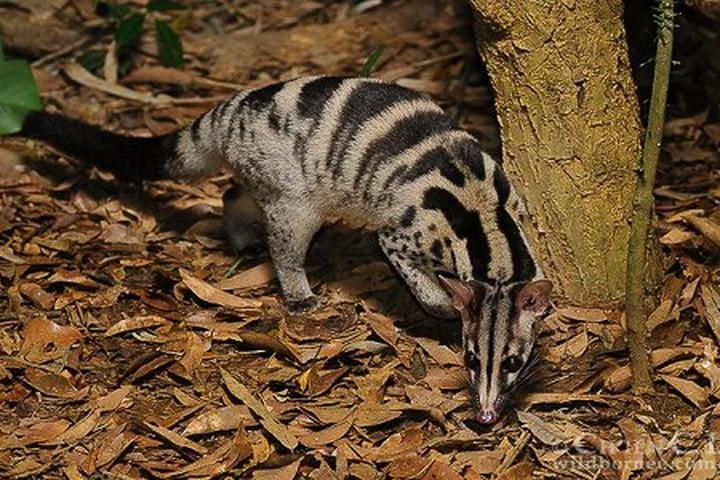 Trước đây khá phổ biến ở các khu rừng miền Bắc và miền Trung. Hiện nay, do săn bắt, buôn bán quá mức và huỷ hoại sinh cảnh trữ lượng bị giảm sút nghiêm trọng. Tình trạng săn bắt và buôn bán cầy vằn bắc vẫn còn khá phổ biến. Đây là loài đã có tên trong Sách Đỏ Việt Nam cần được bảo tồn.