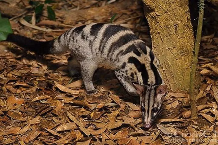 Trước đây khá phổ biến ở các khu rừng miền Bắc và miền Trung. Hiện nay, do săn bắt, buôn bán quá mức và huỷ hoại sinh cảnh trữ lượng bị giảm sút nghiêm trọng. Tình trạng săn bắt và buôn bán cầy vằn bắc vẫn còn khá phổ biến. Đây là loài đã có tên trong Sách Đỏ Việt Nam cần được bảo tồn.