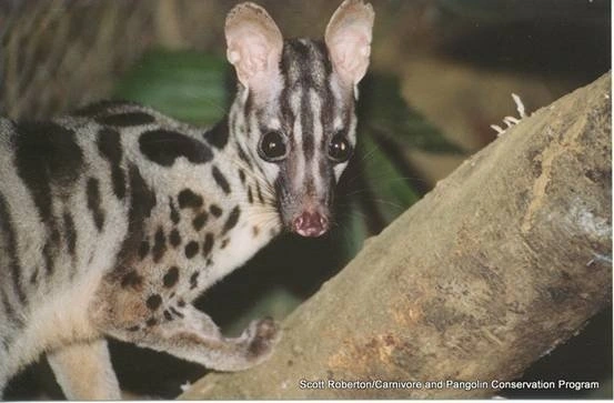 Cầy vằn bắc có giá trị nghiên cứu khoa học và giúp cân bằng sinh thái tự nhiên. Tuyến xạ có thể sử dụng làm dược liệu hoặc trong công nghệ sản xuất mỹ phẩm.