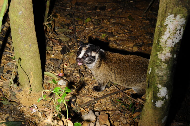 Lông trên thân màu nâu cam ngả sang màu xám. Bốn chân lông màu sẫm, gần như đen. Thân cầy dài 51–76 cm, thêm phần đuôi là 51–63 cm tức là đuôi dài xấp xỉ bằng nửa chiều dài động vật. Cầy cân nặng từ 3,6–6 kg.