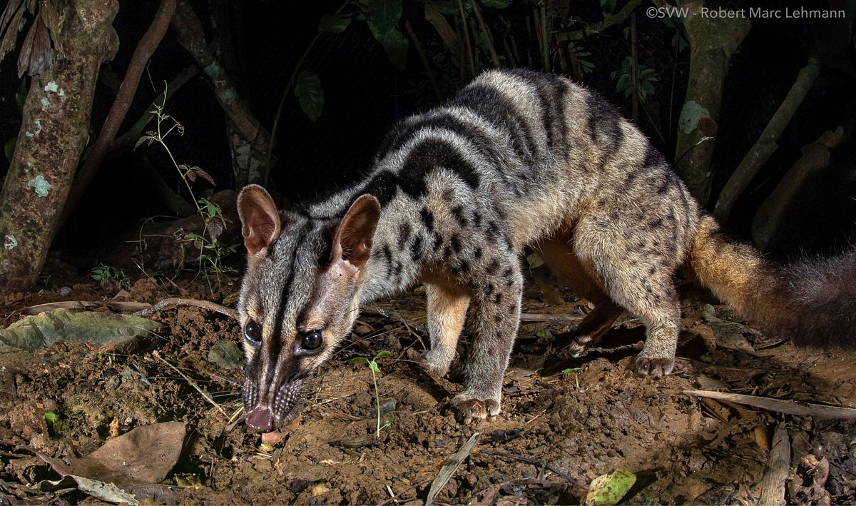 Bộ lông Cầy vằn bắc mầu vàng nhạt hoặc xám bạc. Có 4 - 5 sọc đen lớn vắt ngang lưng xuống 2 bên sườn; 2 sọc đen chạy song song từ đỉnh đầu qua cổ và mở rộng xuống bả vai, đến đùi chân trước; tiếp nối 2 vạch tách biệt xuống đến đùi theo 2 sọc trên. Mặt có 3 sọc đen nhỏ kẹp giữa 2 sọc trắng chạy từ mũi đến đầu. Gốc đuôi có 2 vòng đen trắng, phần còn lại của đuôi (3/4) đồng mầu nâu đen.