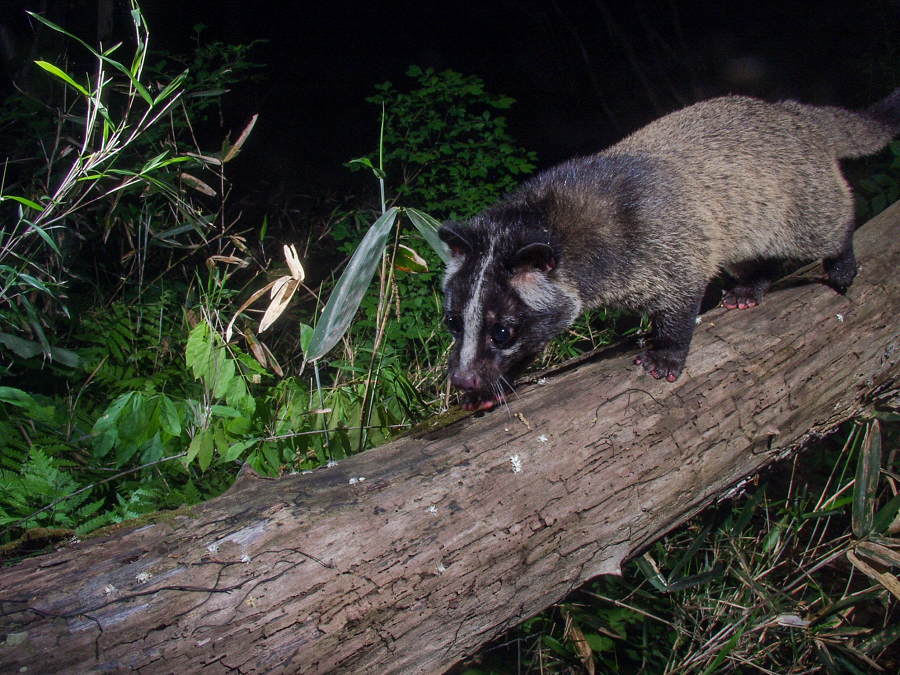 Cầy vòi mốc có chung những đặc điểm của loài cầy. Tuy nhiên cầy vòi mốc lông không có đốm. Mặt cầy có "mặt nạ" tiêu biểu gồm một vệt trắng chạy dài từ đầu xuống mũi. Mắt và má có khoảng trắng nhưng có vòng đen khoanh hai mắt nên tên tiếng Anh dùng "masked" (có nghĩa là mặt nạ) để đặt tên loại cầy này.