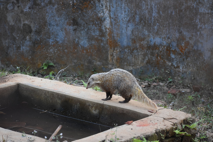 Cầy móc cua là loài thú ăn thịt nhỏ. Chiều dài đầu – thân: 440 – 480 mm. Chiều dài đuôi: 265 – 310 mm. Trọng lượng: 4 – 3 kg. Đặc điểm nổi bật là có một vệt trắng kéo dài từ góc mép qua cổ đến bả vai. Đuôi dài gần bằng 1/2 thân, lông đuôi xù. Bộ lông màu nâu xám, cổ đen, ngực nâu đỏ, bụng nâu nhạt, chân nâu sẫm hoặc đen.