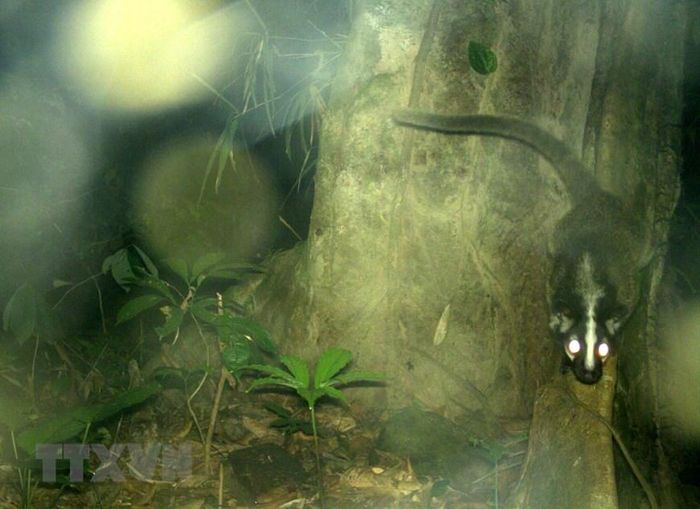 Việc đặt "bẫy ảnh" sẽ giúp các cán bộ nơi đây phát hiện được nhiều cá thể quý hiếm cần được bảo tồn. Khi có cảm ứng nhiệt và cảm ứng chuyển động của các loài động vật hoang dã, động vật quý hiếm, máy cảm biến sẽ tự động chụp hoặc quay lại hình ảnh trong phạm vi di chuyển. (Ảnh: TTXVN)