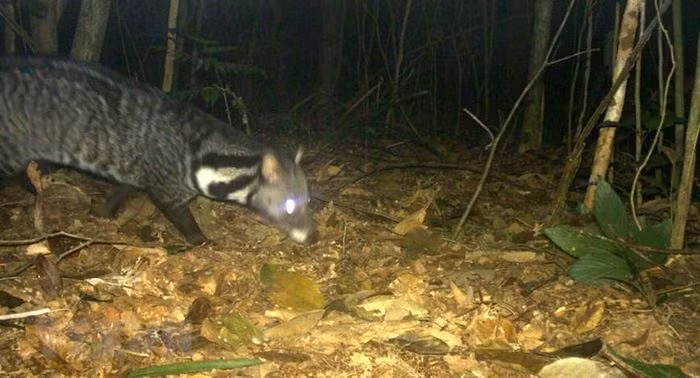 Dat bay anh, phat hien 4 loai cay hiem o Khu bao ton Xuan Lien