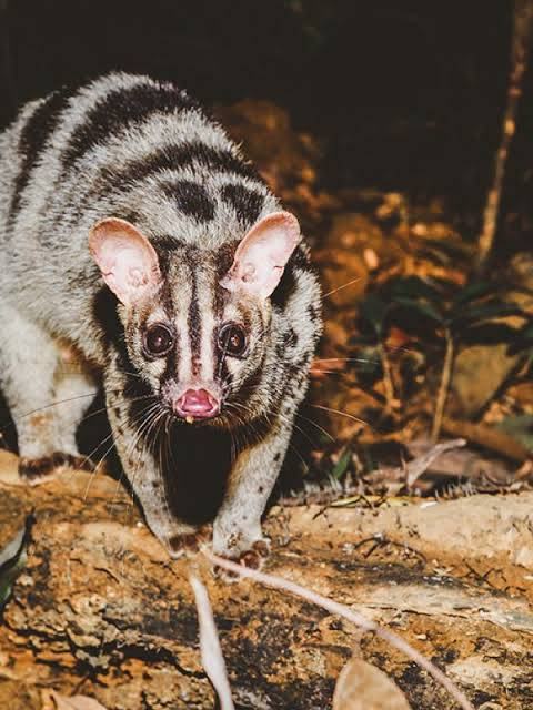 Cầy vằn bắc hay lửng chóc là loài cầy sống trong các khu rừng và thung lũng có cây gỗ ở ven sông thuộc miền Bắc Việt Nam, bắc Lào và Hoa Nam. Cầy vằn bắc là loài cầy có kích thước trung bình, dài khoảng 57 cm, đuôi dài 43 cm. Chúng chủ yếu ăn giun đất và các loài không xương sống.