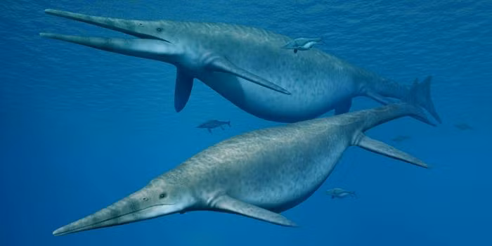 Cách đây không lâu, nhóm nghiên cứu dẫn đầu bởi nhà cổ sinh vật học Randy Irmis từ Đại học Utah (Mỹ) đã tìm thấy hàng loạt hóa thạch ngư long tại Công viên bang Berlin-Ichthyosaur, điều có thể giúp lý giải về "nghĩa địa quái vật" nổi tiếng ở nơi đây.