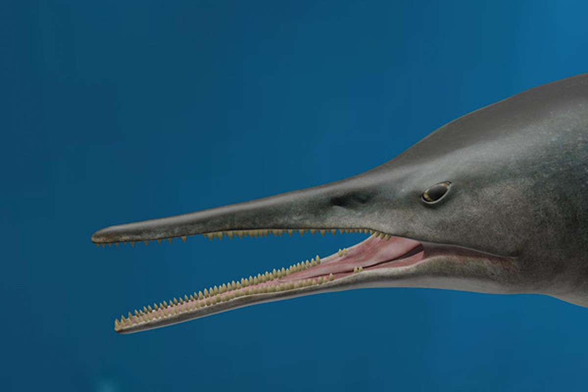 Đây là hóa thạch của ngư long hoàn hảo nhất từ trước tới nay với cơ thể đã tiến hóa đầy đủ các đặc trưng của giống loài, với thân hình thon dài, đầu tương đối nhỏ, mõm dài, tứ chi hình chân chèo và đuôi giống đuôi cá heo.