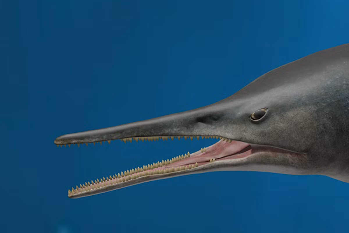 Đây là hóa thạch của ngư long hoàn hảo nhất từ trước tới nay với cơ thể đã tiến hóa đầy đủ các đặc trưng của giống loài, với thân hình thon dài, đầu tương đối nhỏ, mõm dài, tứ chi hình chân chèo và đuôi giống đuôi cá heo.