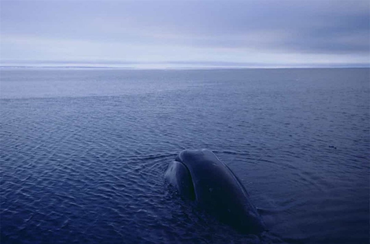 5. Cá voi đầu cong. Cá voi đầu cong, giống như cá mập Greenland, cùng thuộc họ Balaenidae trong phân bộ Mysticeti và cũng được tìm thấy ở Bắc Băng Dương. Loại cá voi này có thể sống đến 211 năm.