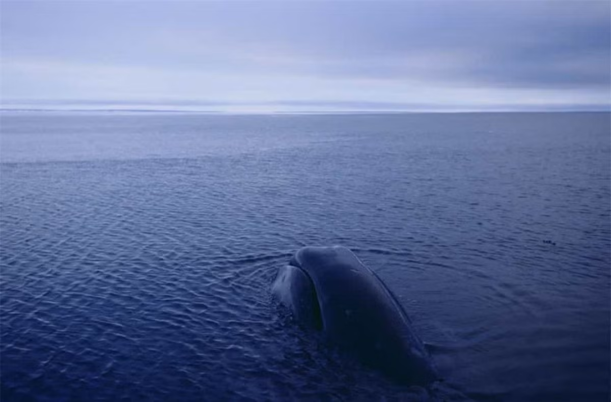 5. Cá voi đầu cong. Cá voi đầu cong, giống như cá mập Greenland, cùng thuộc họ Balaenidae trong phân bộ Mysticeti và cũng được tìm thấy ở Bắc Băng Dương. Loại cá voi này có thể sống đến 211 năm.