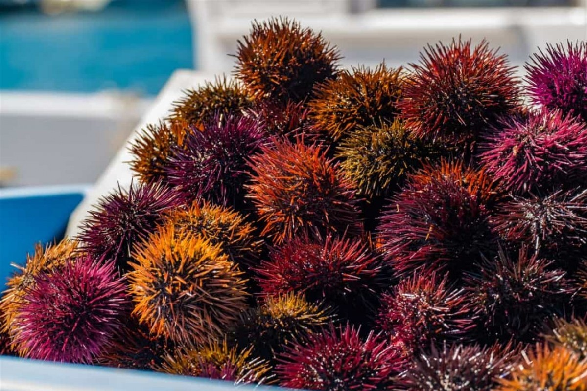 6. Nhím biển đỏ. Những chiếc gai khó ưa khiến nhím biển đỏ trở thành cơn ác mộng đối với những kẻ săn mồi dưới biển. Nhím biển đỏ có tuổi thọ kéo dài đến 200 tuổi.