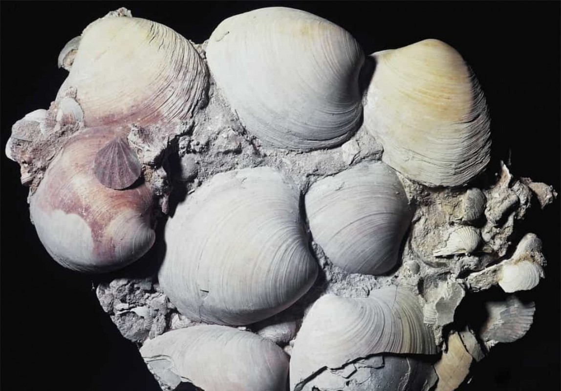 2. Ngao quahog. Loại ngao này có nguồn gốc từ Bắc Đại Tây Dương, là một trong số loài động vật có tuổi thọ đáng mơ ước nhất thế giới, được ghi nhận sống đến 507 năm tuổi.