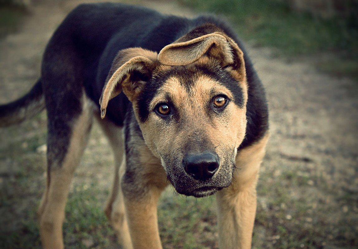 3. Cú cắn của loài chó có thể được xem như là một trong những cú cắn của động vật có lực cắn mạnh nhất. Lực cắn của loài động vật này trung bình rơi vào khoảng 60kg/cm2. Nhưng với những giống chó như Pitbull, ngao Tạng, ngao Ý... lực cắn của chúng sẽ rơi vào khoảng 228kg/cm2, đủ sức nghiền nát xương.