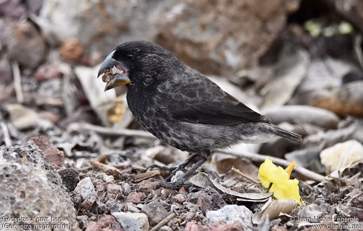 Loài chim này chỉ nặng 33 g nhưng mỏ của chúng có thể cắn vỡ hạt với lực 70 N, gấp 320 lần lực cắn của T. rex theo tương quan kích thước. So với chúng, lực cắn lớn nhất của con người chỉ vào khoảng 1.000 N.