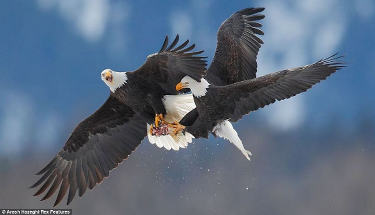 5. Trong tự nhiên hoang dã, lực cắn của đại bàng còn lớn hơn cả cá mập. Đại diện chim săn mồi này có mỏ rất cứng và cơ hàm cực khỏe, có thể tạo lực cắn lên tới 320kg/cm2.