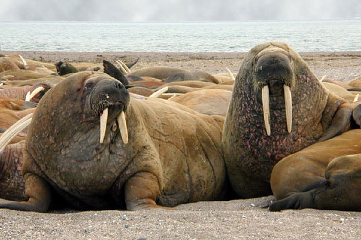 7. Hải mã là loài vật khổng lồ có lực cắn thật sự kinh hoàng, lên tới 800kg/cm2. Đây là một trong những loài vật có lực cắn mạnh nhất thế giới.