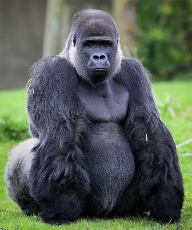 6. Loài linh trưởng như khỉ đột cũng khiến nhiều người bất ngờ khi biết nó có hàm răng cực khỏe với lực cắn của nó được ghi nhận lên tới 590kg/cm2.