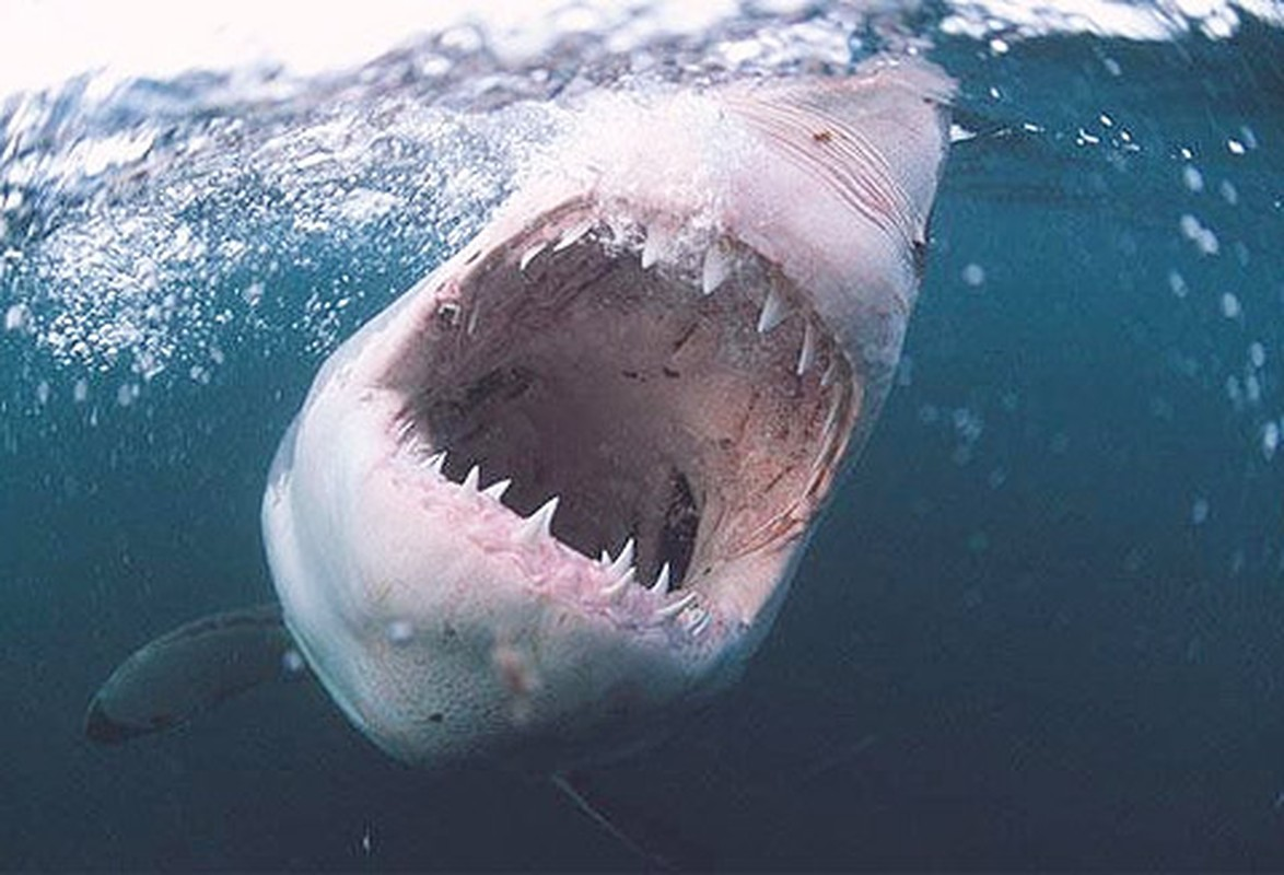 4. Đại diện của biển cả là cá mập trắng khổng lồ có lực cắn 300kg/cm2. Chỉ nhìn vào hàm răng sắc lạnh của chúng cũng có thể khiến chúng ta run rẩy sợ hãi.