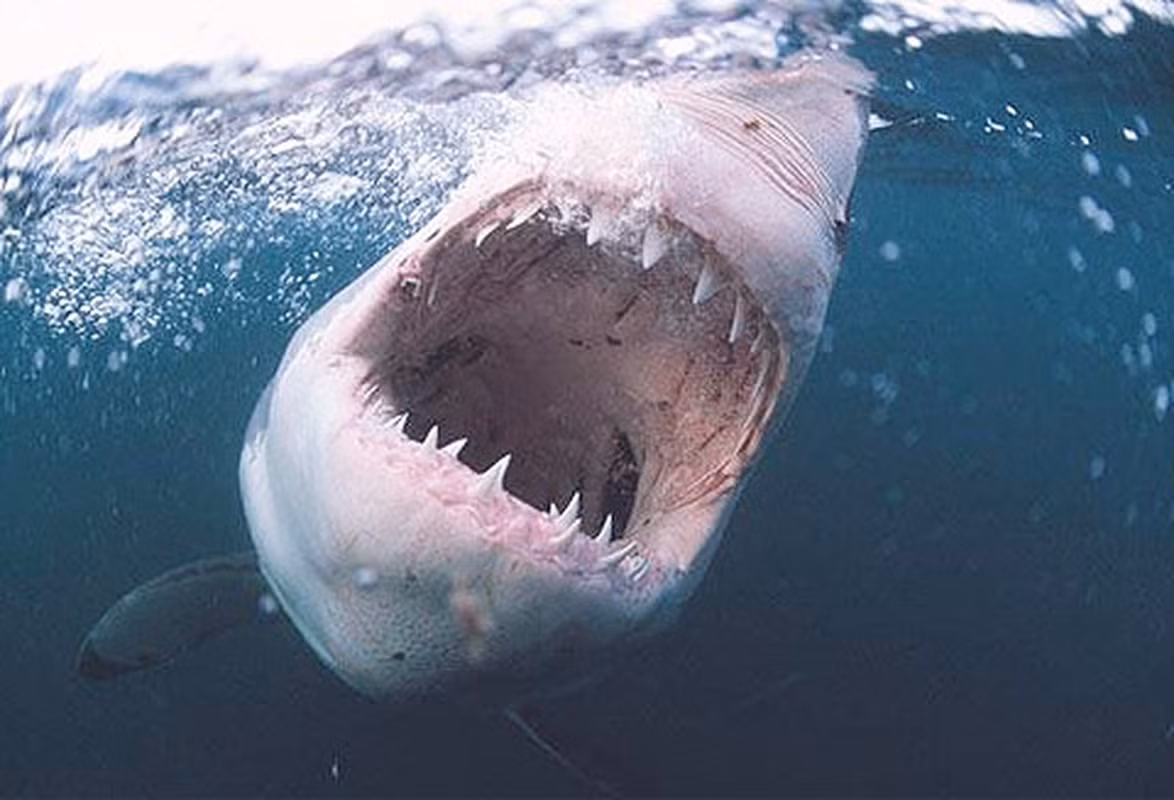 4. Đại diện của biển cả là cá mập trắng khổng lồ có lực cắn 300kg/cm2. Chỉ nhìn vào hàm răng sắc lạnh của chúng cũng có thể khiến chúng ta run rẩy sợ hãi.