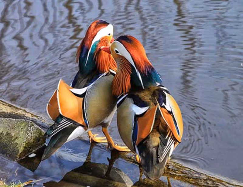 1. Đứng đầu danh sách những loài động vật chung thủy phải kể đến chim uyên ương. Danh xứng với thực, loài chim này thực sự khiến nhiều người phải ngưỡng mộ với tình yêu suốt đời suốt kiếp của mình. Nếu một trong hai bị chết hoặc lạc đàn, con chim uyên ương còn lại sẽ rơi vào tình trạng giống như trầm cảm ở người, mãi mãi không thể đến với một nửa khác.