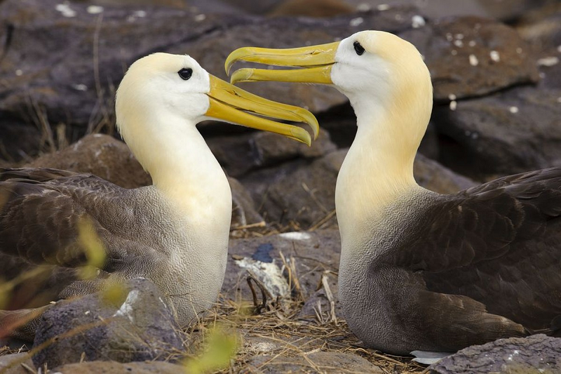 4. Chim hải âu, loài động vật này có thể đến nơi rất xa trên khắp các đại dương nhưng dù đi tới đâu, những con chim này sẽ luôn quay lại cùng một nơi để gặp lại người bạn đời lâu năm của mình để cùng hợp tác sản xuất ra thế hệ sau. Tình cảm của chim trống và chim mái bền chặt của nhiều năm và thường sẽ kéo dài suốt cuộc đời.