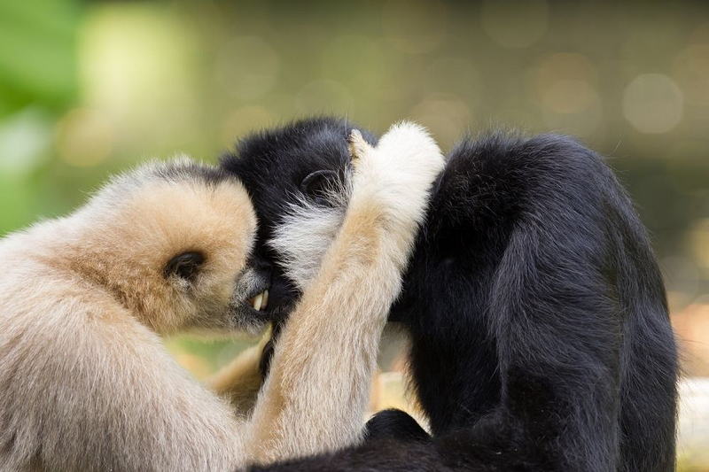 9. Vượn Gibbon, đây là một trường hợp hiếm hoi trong các loài linh trưởng sống đời sống một vợ một chồng. Liên kết đôi của chúng cực kỳ mạnh mẽ, những cặp đôi xác định nghiêm túc với nhau sẽ thường xuyên chải chuốt, chăm chút cho nhau, đưa nhau "đi trốn" cực lãng mạn trên những cành cây cao.