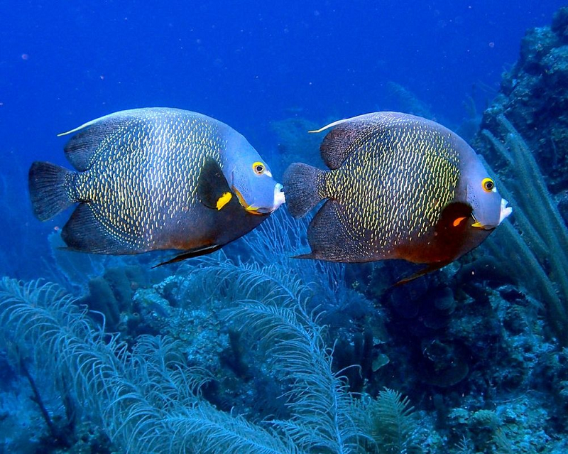 7. Cá thần tiên Pháp, bạn sẽ cực kỳ hiếm thấy cá thần tiên Pháp bơi một mình. Chúng sống có đôi có cặp và rất chung tình, vợ chồng cá thần tiên Pháp luôn sống, di chuyển và đi săn cùng nhau, thực hiện nghiêm túc chế độ một vợ một chồng lâu dài. Theo các nhà khoa học, cặp đôi hoạt động như một đội để dễ dàng bảo vệ lãnh thổ của mình.