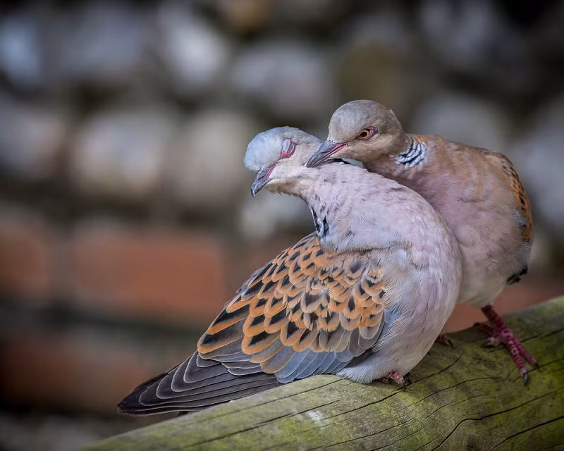 12. Chim bồ câu, chẳng phải tự nhiên mà người ta lấy biểu tượng đôi chim bồ câu quấn quít nhau tượng trưng cho hạnh phúc lứa đôi. Nói không với ngoại tình, loài chim này rất chung thủy, chúng dành sự say mê cả đời mình chỉ cho một bạn tình duy nhất. Đặc biệt, chim bồ câu còn rất quấn quýt và thường có những hành động thân mật, tình cảm công khai với nhau.