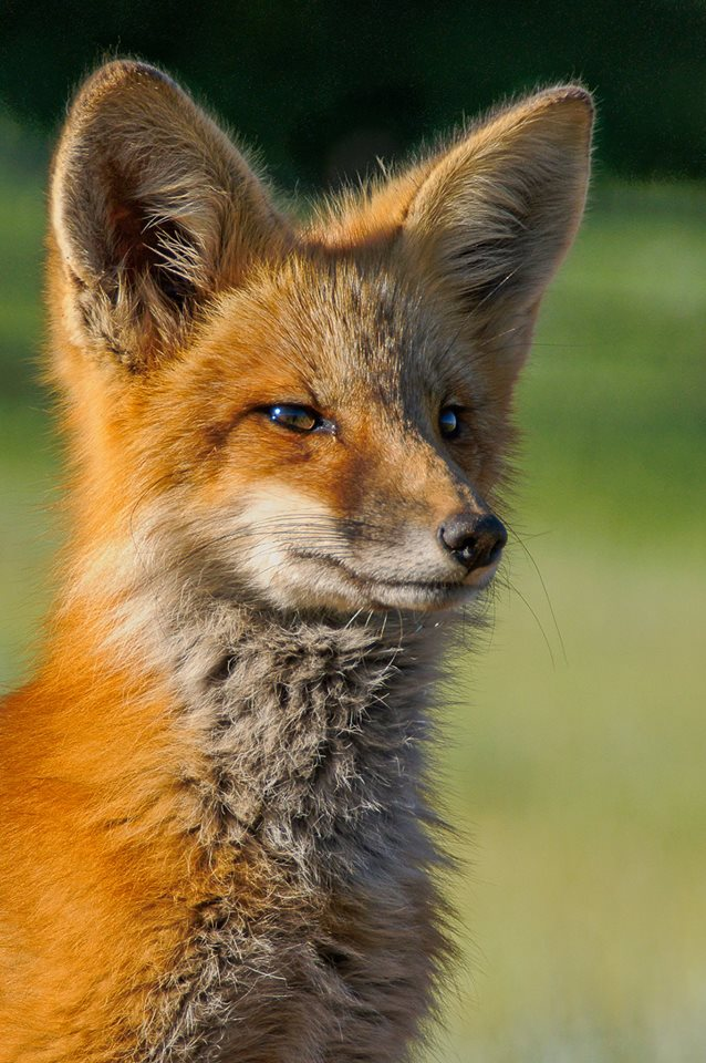 Cáo đỏ (Vulpes vulpes) là loài lớn nhất trong chi Cáo. Loài cáo đỏ có một lịch sử lâu dài gắn với con người, bị con người săn bắt nhiều để diệt trừ do gây hại đối với vật nuôi và để lấy lông trong nhiều thế kỷ, cũng như được thể hiện trong văn hóa dân gian của con người và trong truyền thuyết.