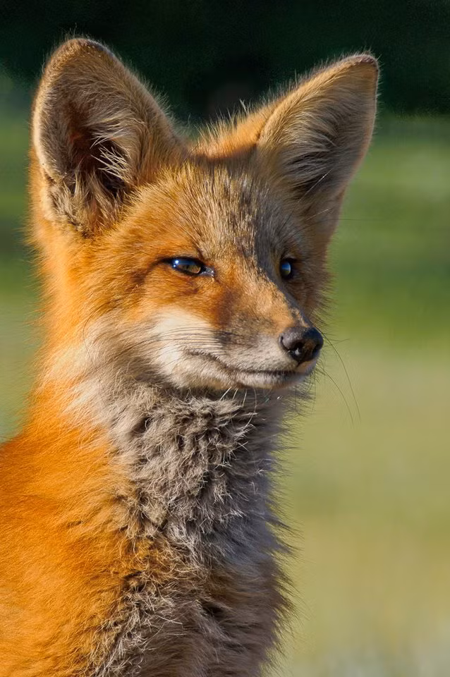 Cáo đỏ (Vulpes vulpes) là loài lớn nhất trong chi Cáo. Loài cáo đỏ có một lịch sử lâu dài gắn với con người, bị con người săn bắt nhiều để diệt trừ do gây hại đối với vật nuôi và để lấy lông trong nhiều thế kỷ, cũng như được thể hiện trong văn hóa dân gian của con người và trong truyền thuyết.