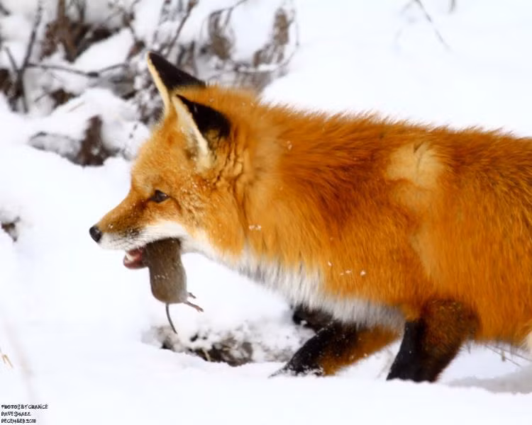 Con hồ ly này có bộ lông dày mượt, điểm xuyết nhúm lông cuối đuôi màu trắng cực bắt mắt nên người đàn ông này đã vội vàng chụp lại.