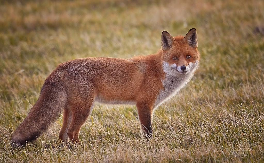 Con cái thông thường có bốn cặp núm vú, mặc dù con cái có bảy, chín hoặc mười núm vú không phải là hiếm. Tinh hoàn của con đực lại nhỏ hơn của cáo Bắc Cực.