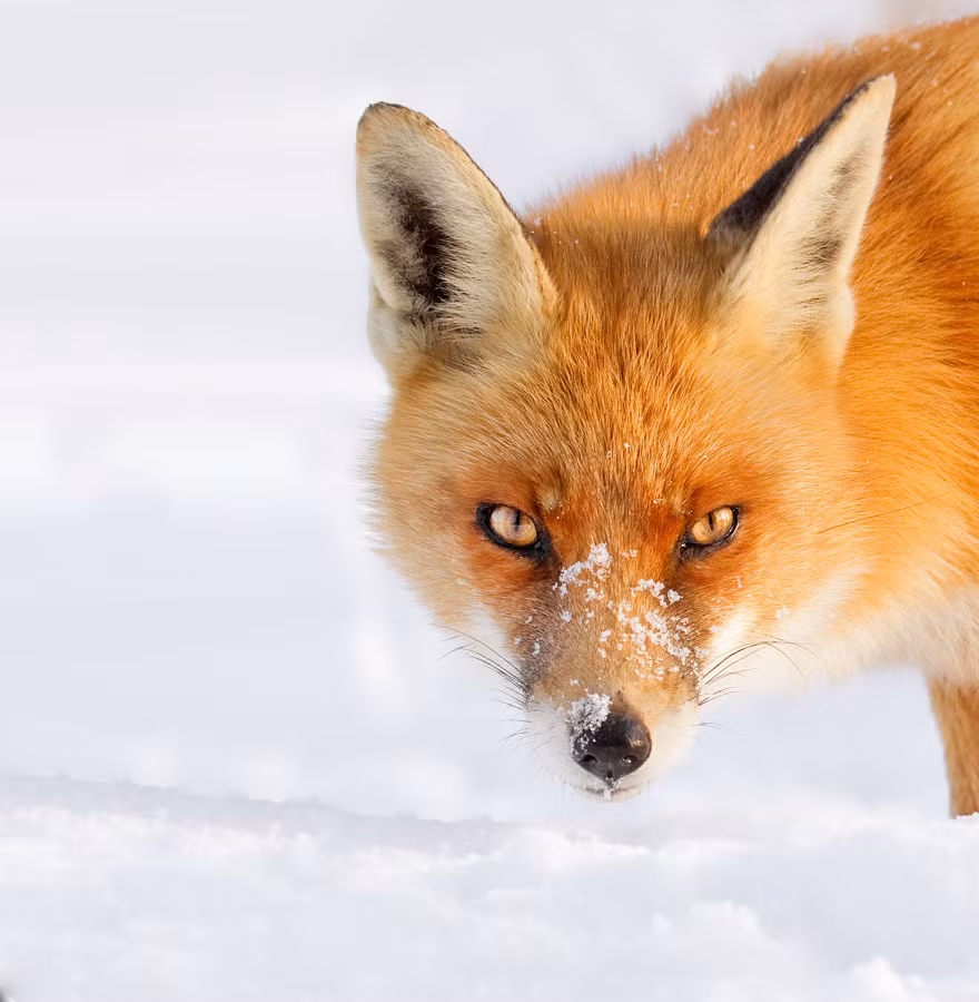 Chân trước có năm ngón, trong khi chân sau chỉ có bốn ngón và thiếu huyền đề.