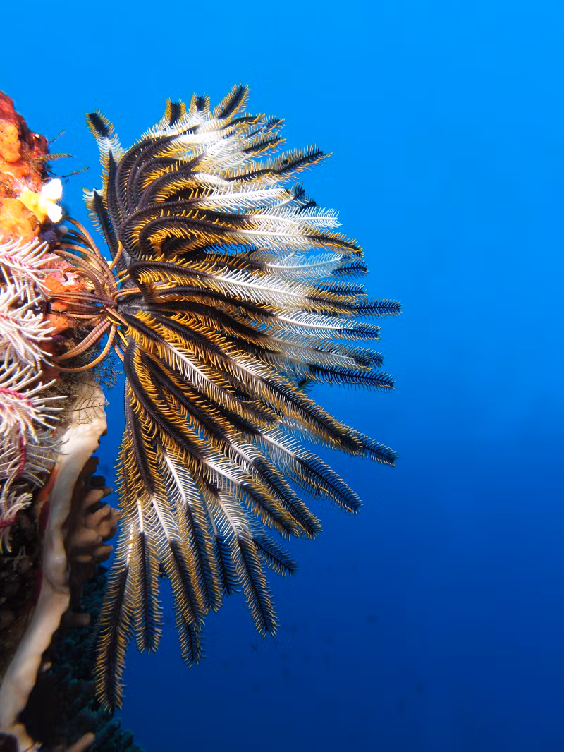 Phần lớn Huệ biển bị tiêu diệt vào cuối kỷ Permi, trừ một họ sống qua Trias và phát triển tiếp thành những nhóm mới còn tồn tại đến ngày nay.