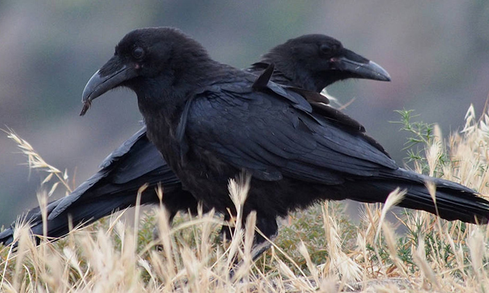 Trong quá trình nghiên cứu, các chuyên gia thuộc Đại học Auckland, New Zealand, tiến hành thử nghiệm với 6 con quạ New Caledonian, có nguồn gốc từ các quần đảo ở tây nam Thái Bình Dương. Khả năng suy luận và sự khéo léo được quan sát qua hành vi lấy thức ăn bị chìm bên dưới những chiếc ống nhỏ.