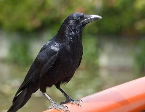 Các nghiên cứu trước đó từng phát hiện nhiều khả năng khác ở quạ New Caledonian. Chúng thường tự tạo công cụ từ các cành cây nhỏ và xén tỉa thành dạng móc câu để lôi ấu trùng sâu bọ hay kiến ra khỏi lỗ trên thân cây.