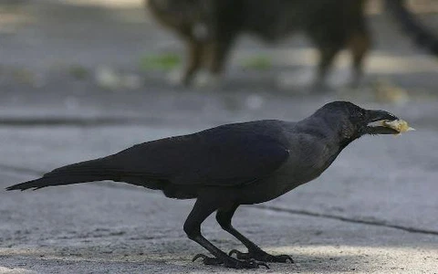 Nghiên cứu hành vi thực hiện các yêu cầu của con người ở quạ cho thấy đây là loài động vật thông minh tương đương với một đứa trẻ.