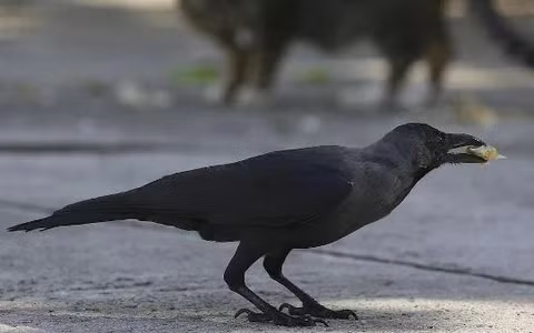 Nghiên cứu hành vi thực hiện các yêu cầu của con người ở quạ cho thấy đây là loài động vật thông minh tương đương với một đứa trẻ.