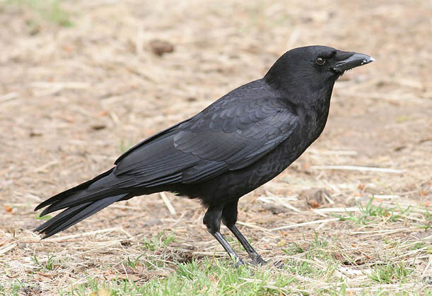 Để lấy thức ăn, quạ dùng mỏ ngậm những viên đá dưới đất và thả xuống ống. Khi vật nặng được thả xuống nước, mẩu thức ăn sẽ trồi lên và chúng dễ dàng dùng mỏ quặp lấy.