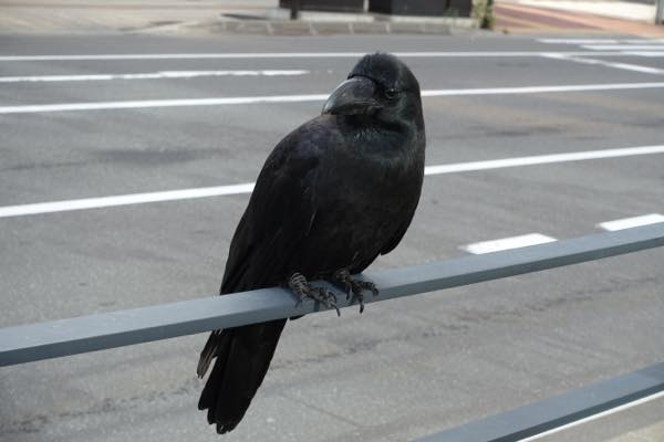 Theo đó, việc nghiên cứu thần kinh của loài quạ có thể hé lộ hoạt động trí não của những sinh vật không phải là động vật có vú, kể cả các dạng sống ngoài hành tinh.