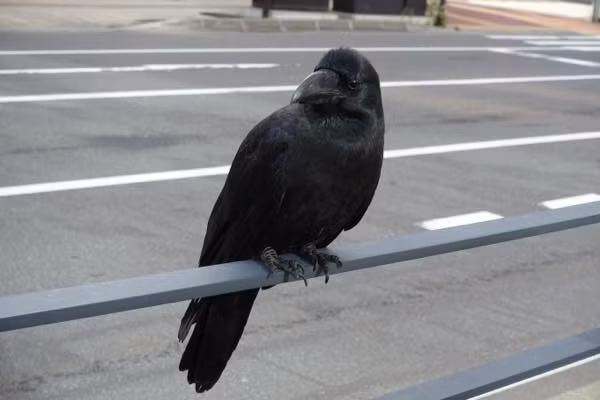 Theo đó, việc nghiên cứu thần kinh của loài quạ có thể hé lộ hoạt động trí não của những sinh vật không phải là động vật có vú, kể cả các dạng sống ngoài hành tinh.