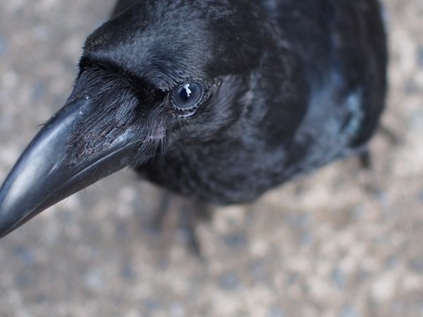 Theo hai chuyên gia thần kinh sinh vật học đến từ trường Đại học Tubingen (Đức) đã phát hiện cách bộ não của quạ sản sinh ra hành động thông minh khi phải đưa ra những quyết định chiến lược, tương tự như con người, dù không có tổ tiên chung.