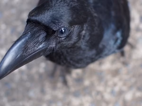 Theo hai chuyên gia thần kinh sinh vật học đến từ trường Đại học Tubingen (Đức) đã phát hiện cách bộ não của quạ sản sinh ra hành động thông minh khi phải đưa ra những quyết định chiến lược, tương tự như con người, dù không có tổ tiên chung.