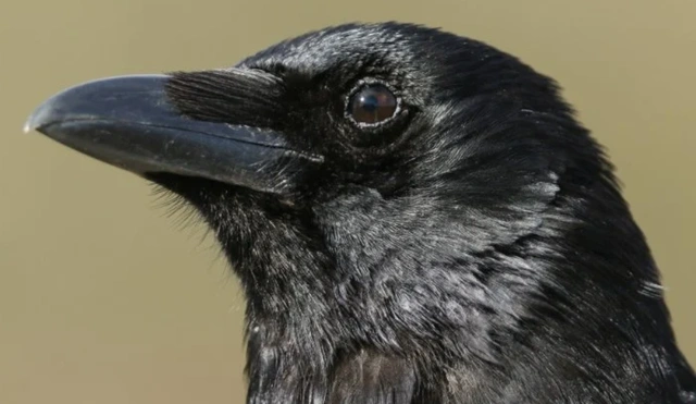 Có thể nhiều người chưa biết, nhưng một trong những loài chim thông minh nhất thế giới chính là quạ.