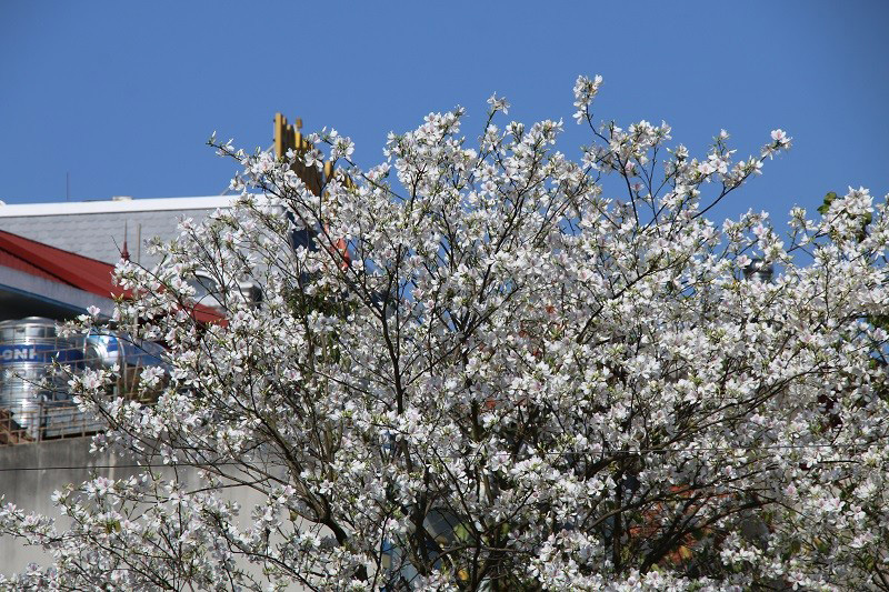 Về Điện Biên ngắm hoa ban nở, hòa mình vào lễ hội vùng cao - Hình 2 Ve Dien Bien ngam hoa ban no, hoa minh vao le hoi vung cao-Hinh-2