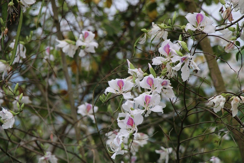 Về Điện Biên ngắm hoa ban nở, hòa mình vào lễ hội vùng cao - Hình 3 Ve Dien Bien ngam hoa ban no, hoa minh vao le hoi vung cao-Hinh-3